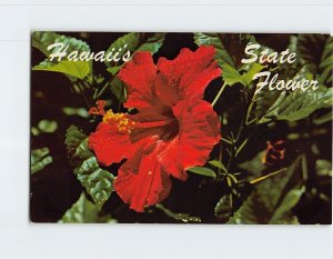 Postcard Red Hibiscus, Hawaii's State Flower, Hawaii