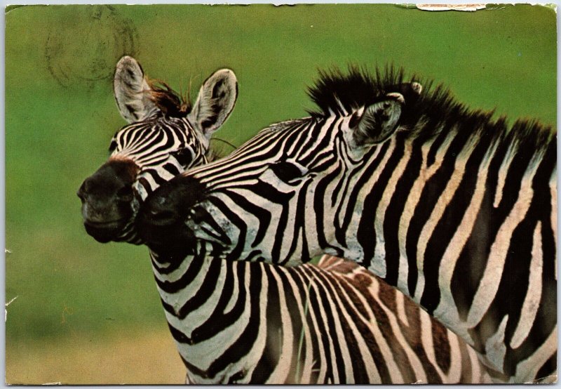 VINTAGE CONTINENTAL SIZE POSTCARD PAIR OF ZEBRAS NGORONGORO CRATER TANZANIA 1982