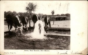 Roswell New Mexico Cattle at Water Trough c1900-20s Vintage Postcard
