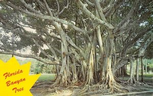 Florida Banyan Tree, USA  