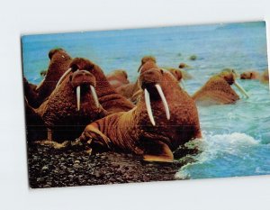 Postcard Walrus In Alaska USA