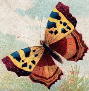 1880s J&P Coats Six Cord Thread Colorful Moths Butterflies Insects Set Of 4 P158