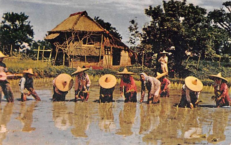 Luzon Philippines Rice Planting Luzon Rice Planting