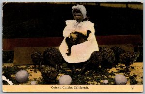 San Diego California c1910 Postcard Panama California Exposition Ostrich Chicks