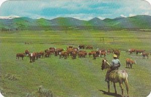 Nebraska Cowboy Watching Herd Of Cattle On A Mountain Meadow