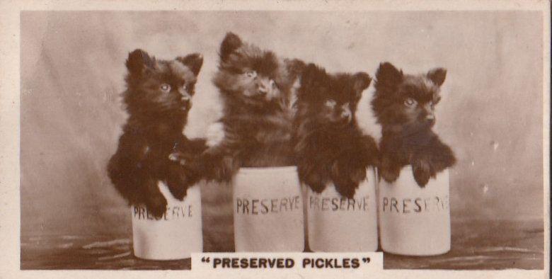 Cat Cats Covered In Pickle Sauce Jar German Real Photo Cigarette Card