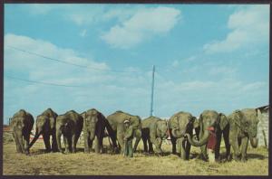 Elephants,Al G Kelly & Miller Brothers Circus Postcard