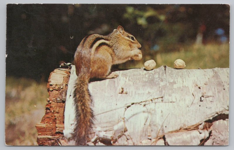 Animal~Squirrel Eating Nuts on Log~Vintage Postcard 