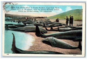 1937 Black Fish Driven Ashore at South Wellfleet Cape Cod MA Postcard