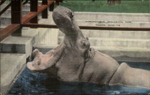 Toledo OH Zoo Hippo Hippopotomus Linen Postcard