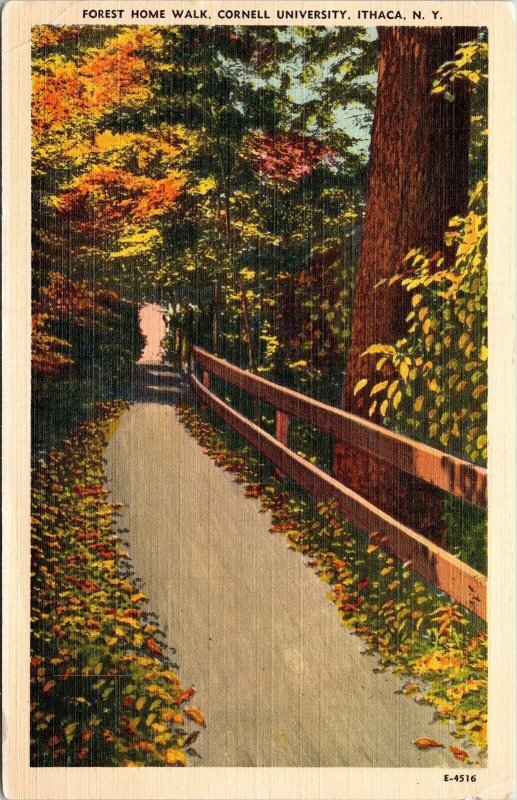 Forest Home Walk Cornell University Ithaca New York Ny Linen Postcard 