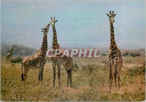 Postcard Modern African Wildlife Giraffes