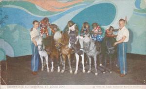 Missouri St Louis Chimpanzee Equestrians Riding Ponies St Louis Zoo 1950
