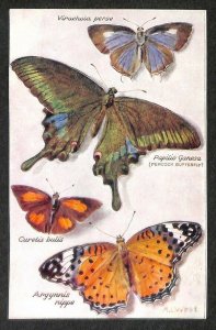 Butterflies On The Wing Perforated Virachola perse A. L. West Artist Postcard