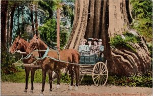 Big Hollow Stanley Park Vancouver BC British Columbia Tree Unused Postcard H56