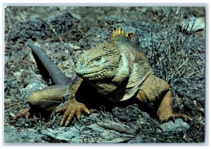 c1950's Land Iguana Galapagos Ecuador Sud-America Antique Posted Postcard