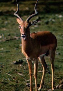 VINTAGE CONTINENTAL SIZE POSTCARD AFRICAN IMPALA FULL FRONTAL VIEW