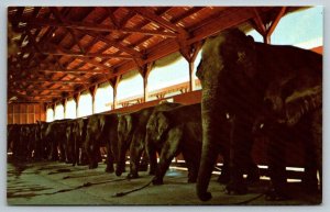 Ringling Brothers & Barnum & Bailey Circus  Postcard