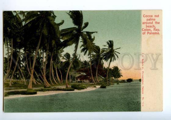 138710 PANAMA COLON Cocoa Nut Palms around Beach Vintage PC
