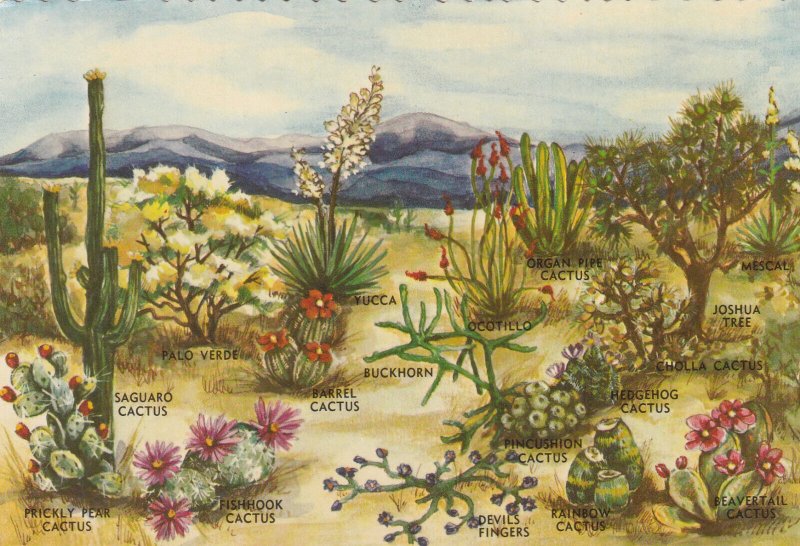 DESERT PLANTS OF THE SOUTHWEST, USA - Vintage POSTCARD (Cactii Etc)