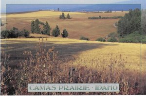 Camas Prairie Produces Barley Wheat & Peas Idaho   4 by 6