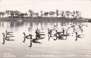 Geese Canadian Honkers In South Dakota Real Photo