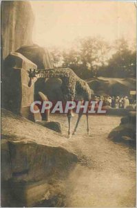PHOTO CARD Giraffe Zoo de Vincennes in 1937