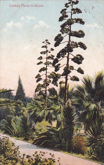 Century Plants in Bloom Flower 1909