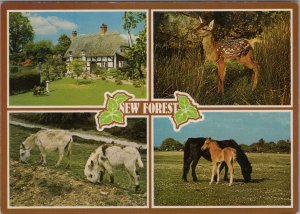 Hampshire Postcard - The New Forest Wildlife, Donkeys, Deer, Mare & Foal RR15549