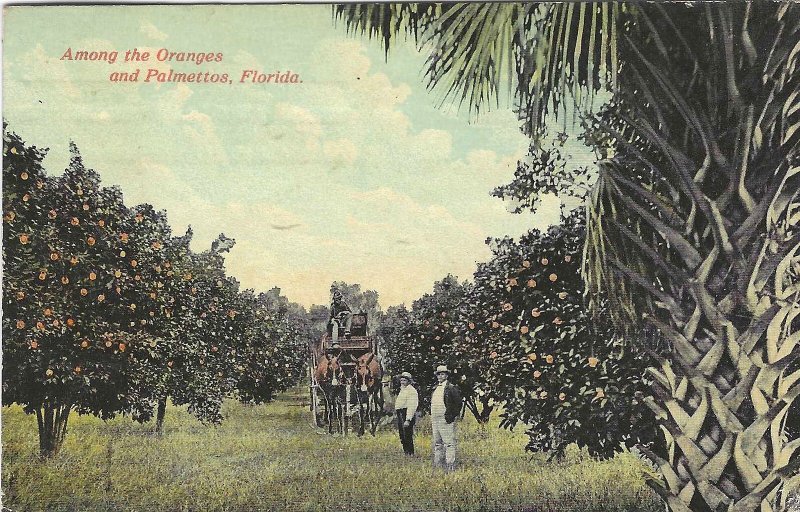 1912 Among the Oranges and Palmettos, Florida Scenic DB Postcard