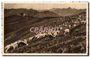 Old Postcard Luchon Superbagneres Sheep At Pasture On Set Sheep