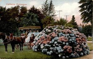 California Hydrangeas, Horses Surrey Ladies Antique c1907 Postcard F23