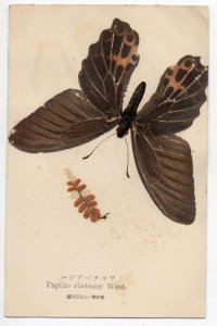 Real Pressed Butterfly Papilio Rhetenor West Asian Swallowtail PC AA52180