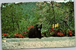 Postcard New Mexico State Animal Black Bear Lincoln National Forest