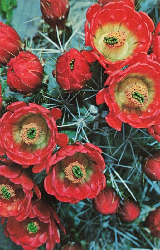 Postcard Claret Cup Cactus Blossoms Texas 