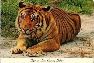 Tiger at Lion Country Safari Florida Postcard Authentic African Safari