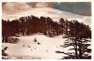 Liban Cedars, Lebanon , Carte Postale 1955 