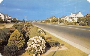 Official Flower of Atlantic City is the Hydrangea New Jersey  