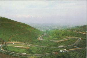 Indonesia Postcard - Tea Bushes Along The Road To Puncak Pass Hotel   RR10500