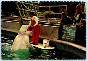 VANCOUVER AQUARIUM,  B.C. Canada ~ BELUGA WHALE ca 1970s ~  4x6 Postcard