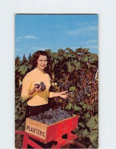 Postcard Harvest Time In The Great Concord Grape Belt, Dudley Farm, Fredonia, NY