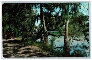 1954 Suwannee River Jungle Drive Tallahassee Florida FL Vintage Postcard