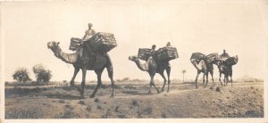 Lot138 egypt en route for the fields camel types folklore real photo