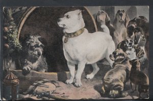 Animals Postcard - Dogs - Alexander and Diogenes   RS10743
