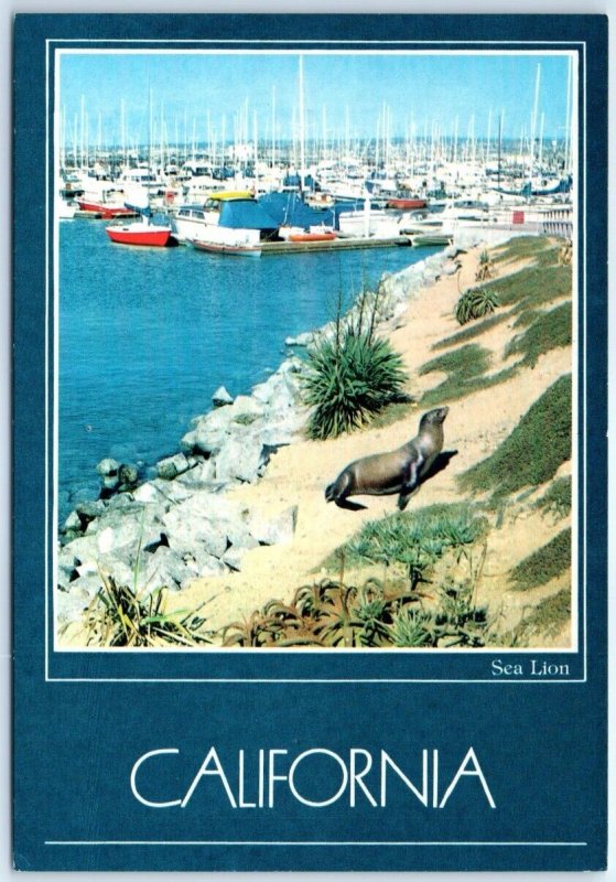 Postcard - Sea Lion - California