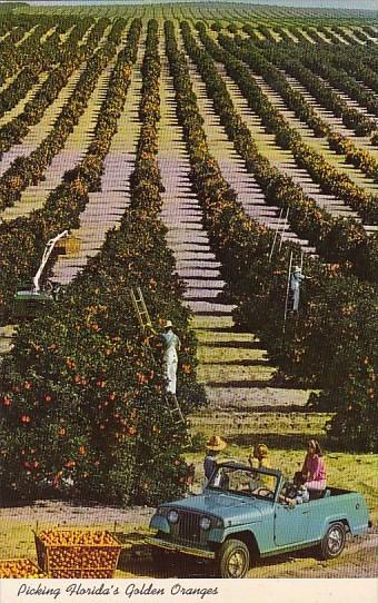 Florida Picking Florida's Golden Oranges1972