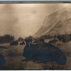 c1910s Group Buffalos Bison RPPC Unknown Places Real Photo Amateur Postcard A200