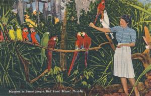 Macaws - Firds in Parrot Jungle on Red Road - Miami FL, Florida - Linen