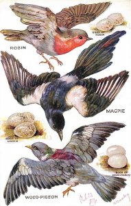Raphael Tuck M. Bowley Artist Punch-Out Bird Die-Cut Postcard