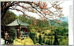 Cherry Blossoms At Yang-Ming Park Taipei Taiwan Lush Park Native Flower Postcard